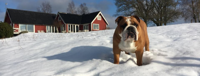 Salvaescaleras para animales